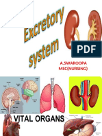 Excretory System