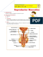 Sistema Reproductor Masculino para Cuarto de Primaria