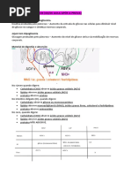 PROCESSOS BIOLÓGICOS Aulas N2