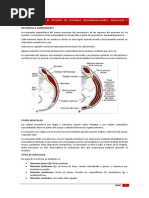 MMC Musculos y Visceras