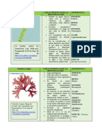 Spirogyra Porticalis