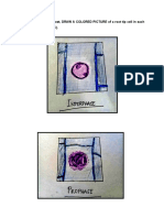 Mitosis Virtual Lab Answer Sheet Part2