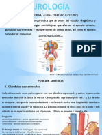 Anatomia Urologia