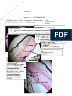 Eye Histology