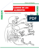 El Camino de Los Alimentos para Primero de Primaria