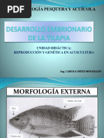 Desarrollo Embrionario - Etapas