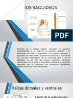 Nervios Raquideos-14