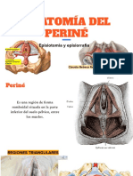 Anatomía Del Periné