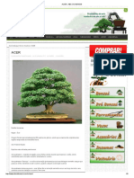 Acer - ABC Do Bonsai