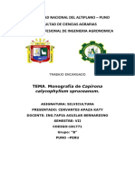 Capirona Monografia