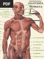 M. Prives, N. Lisenkov, V. Bushkovich - Anatomía Humana, I