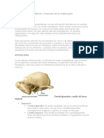 Anatomía y Músculos de La Masticación