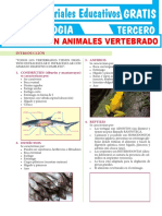 Digestión en Animales Vertebrados para Tercer Grado de Secundaria