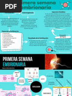 Esquema y Mapa Mental. Primera Semana Embrionaria Oriana Osorio.