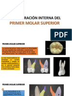 Primer Molar Superior