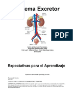 Sistema Excretor 1232615710943224 3