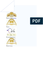 Spinal Cord: Navigation Search