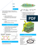 Resumo 7 - Fotossíntese e Quimiossíntese