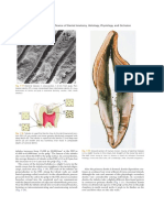 Structures of Teeth 7