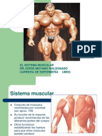 Elsistema Muscular y La Homeostasis 1