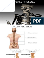 Anatomia Humana I