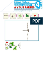 La Planta y Sus Partes para Ninos de 4 Anos123456789012345678090123467889