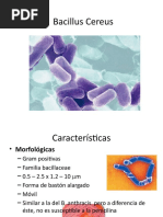 Bacillus Cereus