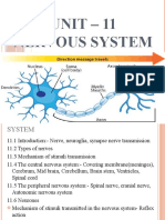 Unit 11 Nervous System