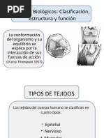 Tejidos Biolgicos Estructura y Funcion