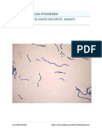 Streptococcus Pyogenes