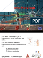 Sistema Nervioso Anatomía y Fisiología