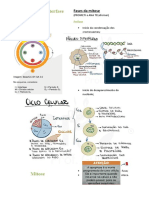 Ciclo Celular e Interfase