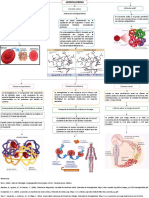 HEMOGLOBINA