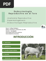 Endocrino Macho