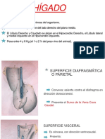 Sistema Digestivo Equino