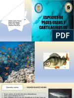 Peces Oseos y Cartilaginosos