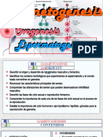 A Espermatogenesis. Arteaga M. Modif.