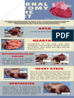 External Anatomy of The Heart