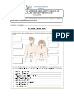 Práctica de Quinto de Primaria (Sistema Endocrino) I