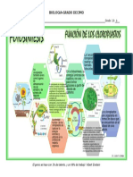 Fotosintesis Importancia de Los Cloroplastos
