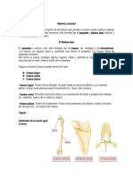 Sistema Locomotor