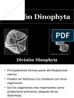 Division Dinophyta