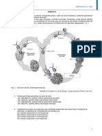 Ciclo de Vida de Chlamydomonas SP