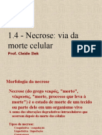 1.4 - Necrose