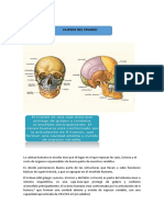 Tema 2 Huesos Del Craneo