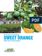 Citrus Jain Sweet Orange 