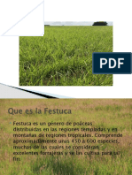 Festuca