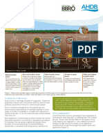 Soil Food Web