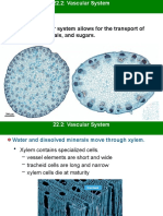 The Vascular System Allows For The Transport of Water, Minerals, and Sugars