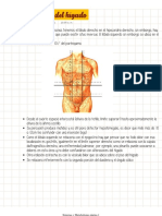 Anatomía Del Hígado